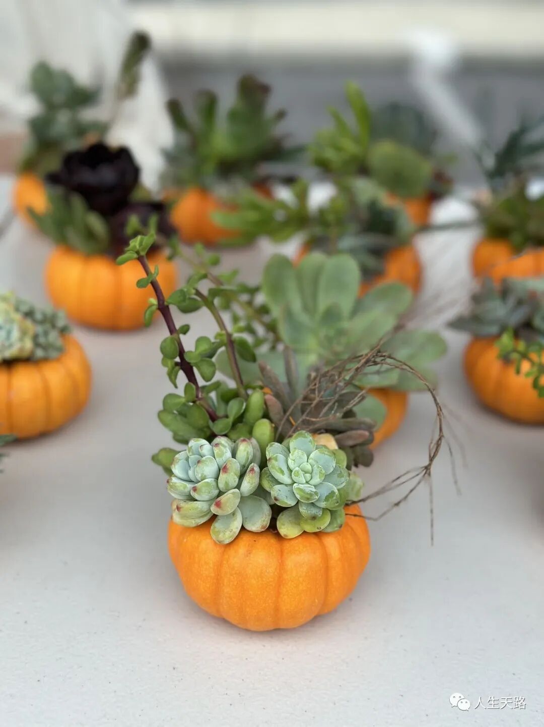 Handmade succulent arrangements planted in mini pumpkins